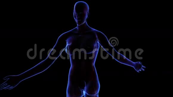 女性肌肉系统视频的预览图