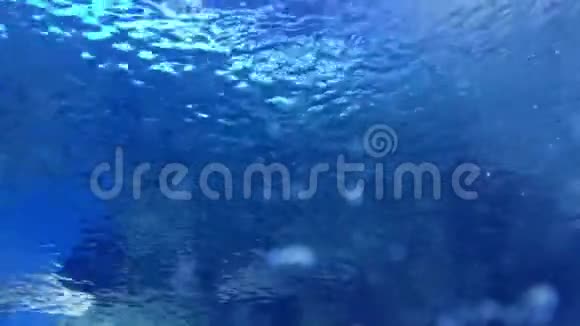 海洋馆的水下世界视频的预览图