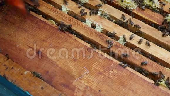 蜂巢中的蜜蜂群摇蜜前的准备工作视频的预览图