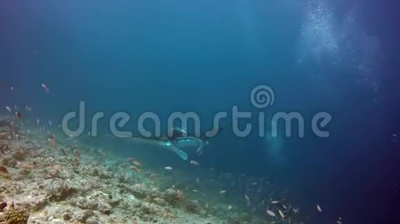 曼塔雷放松和潜水员水下在马尔代夫海洋视频的预览图