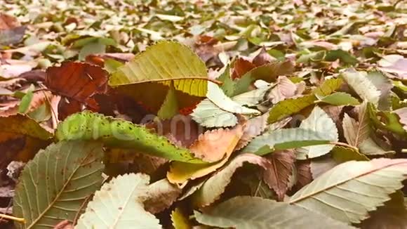 秋天的黄叶在地上大自然的背景视频的预览图