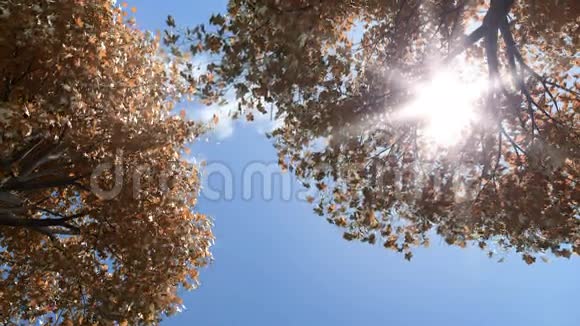树在秋天吹视频的预览图