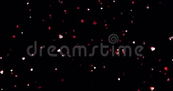 情人节红色的心形在黑色的背景上流动节日喜庆情人节的爱情概念带有阿尔法频道视频的预览图
