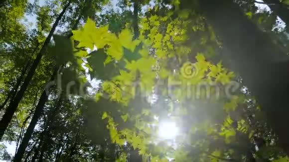 有叶子的自然背景视频的预览图