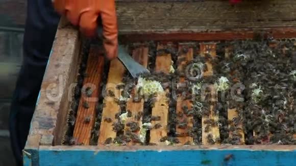 蜂巢中的蜜蜂群摇蜜前的准备工作视频的预览图