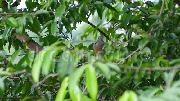斑马鸟栖息在树枝上视频的预览图