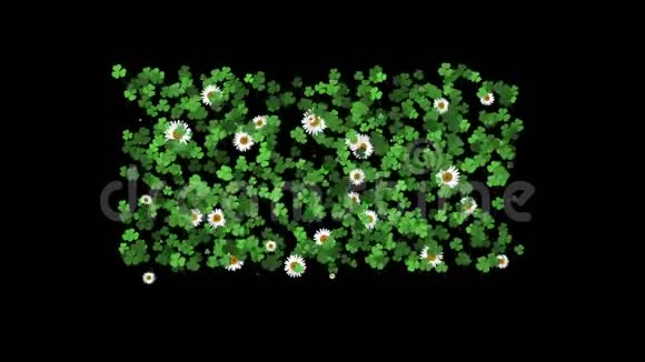 丁香白色雏菊植物植被叶片背景视频的预览图