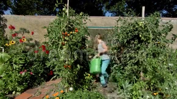 可爱的小女孩帮妈妈浇番茄花视频的预览图