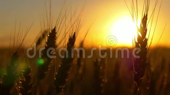 日出或日落时的小麦视频的预览图