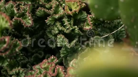 大戟嵴常绿沙漠植物栽培作为园林观赏肉质背景自然模式视频的预览图