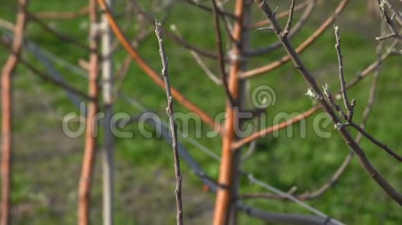 春天花园里的果树视频的预览图