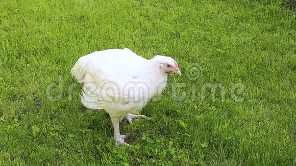 视频肉鸡走在草坪上视频的预览图
