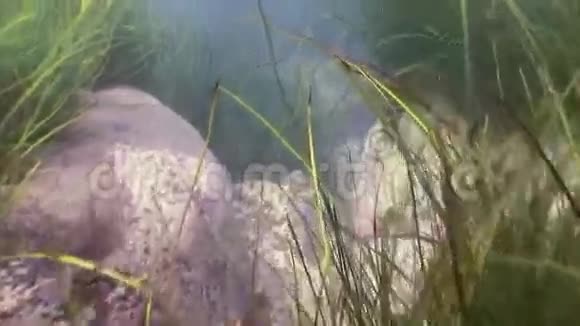 灌丛的绿草海底的海藻视频的预览图