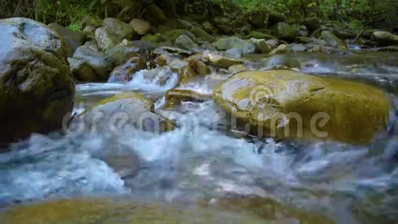 森林山河视频的预览图