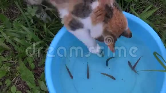 饥饿贪玩的猫用水从蓝色塑料碗里捞鱼视频的预览图