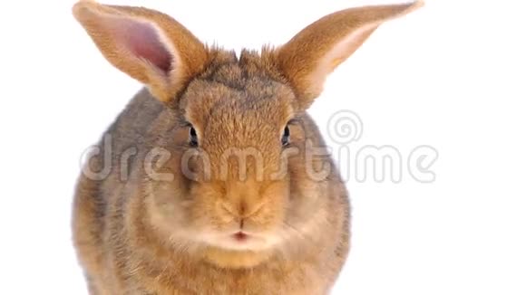 肖像棕色兔子咀嚼视频的预览图