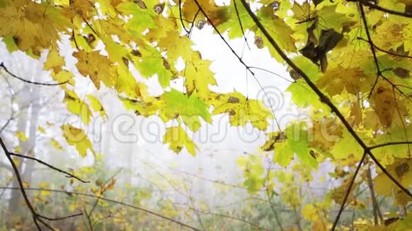 黄色的叶子在森林里发出自然的声音视频的预览图