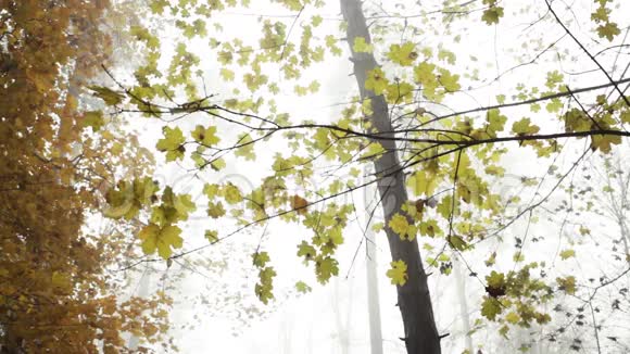 黄色的叶子在森林里发出自然的声音视频的预览图
