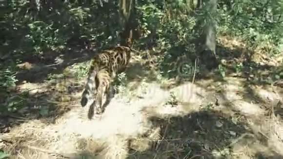 城市公园里的一只猫孟加拉野猫在林中漫步亚洲丛林猫或沼泽或芦苇家庭化视频的预览图