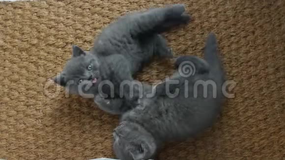 小猫在门垫上打架视频的预览图