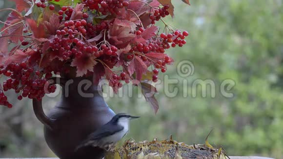 鸟从向日葵中啄食种子视频的预览图