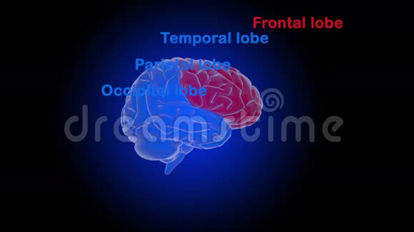 人脑的结构视频的预览图