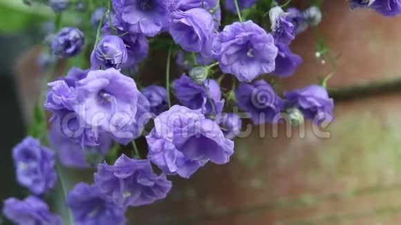 花园里的蓝色花朵特写高清镜头视频的预览图