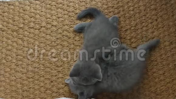 小猫在门垫上打架视频的预览图