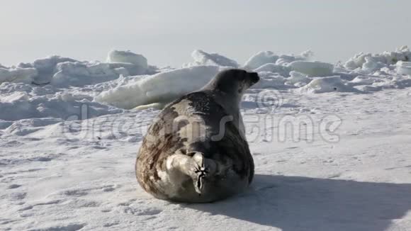 母亲可爱的新生海豹小学生在冰原视频的预览图