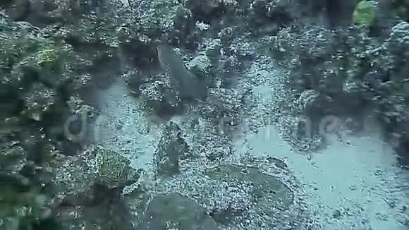 大开曼岛的水下景观视频的预览图