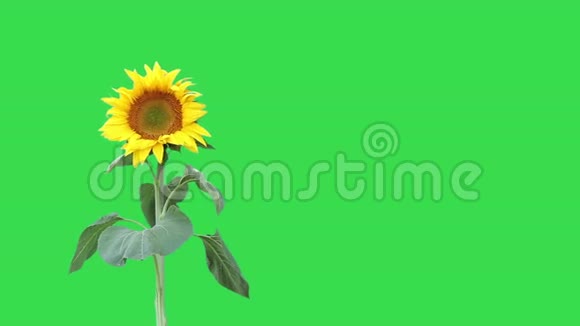 绿色背景下的葵花视频的预览图