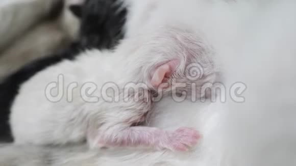 猫在家喂可爱的小猫新生的小猫可爱的小猫睡在一个孤立的白色视频的预览图