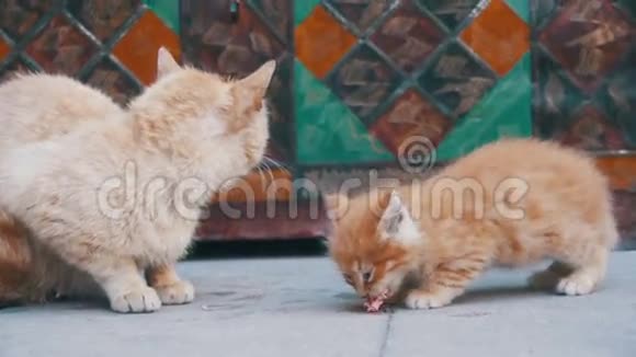无家可归的红猫和一只小猫在街上吃食物慢动作视频的预览图