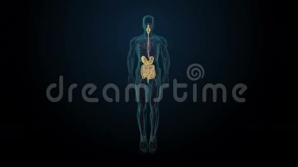 旋转人体内脏蓝色X光视频的预览图