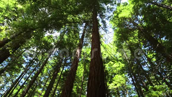 新西兰罗托鲁阿的红杉Whakarewarewwa森林视频的预览图