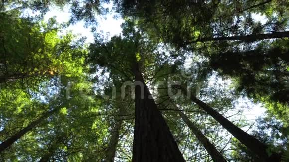 新西兰罗托鲁阿的红杉Whakarewarewwa森林视频的预览图
