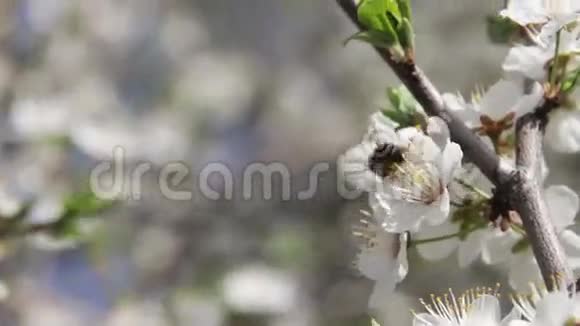杏花春暖蜂花视频的预览图
