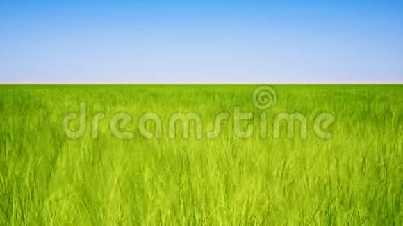 绿色草地和蓝色晴空背景视频的预览图