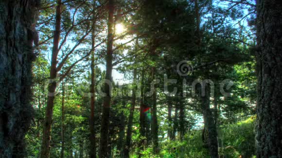 黎明时分的森林HDR时间推移视频的预览图