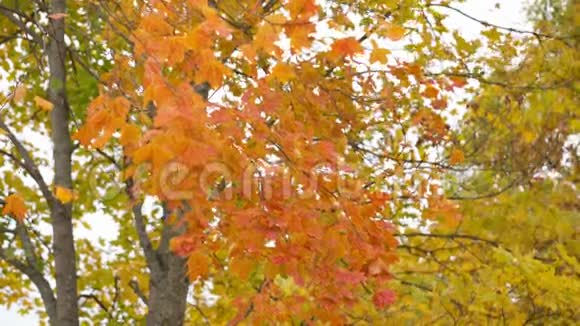 秋天的枫树泛视频的预览图