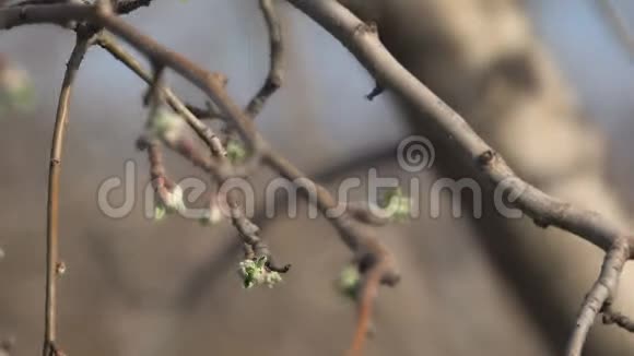 春天花园里的果树视频的预览图