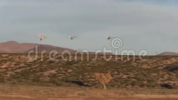 沙丘鹤飞翔视频的预览图