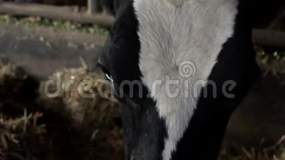 慢动作家畜在谷仓吃干草在农场放牧的牛视频的预览图