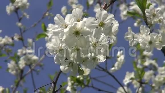 春天的樱花树美丽的花朵视频的预览图