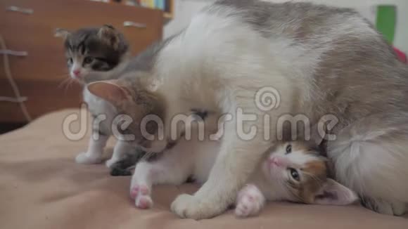 猫舔舔小猫的舌头慢动作视频猫妈妈和小猫躺在沙发上猫和猫视频的预览图