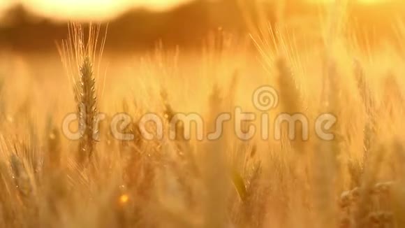 神奇的金色阳光照射在麦田上小麦作物在田野上蔓延视频的预览图