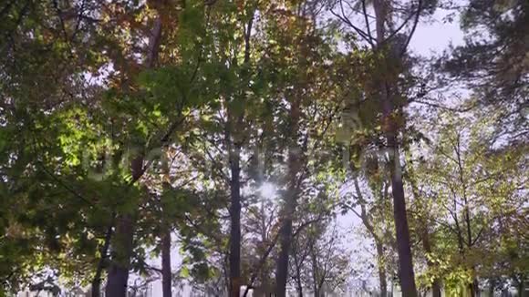 公园里彩色树叶上的阳光视频的预览图