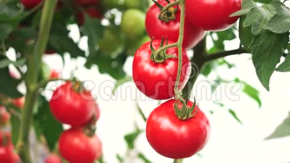 成熟的番茄植物生长在温室里视频的预览图