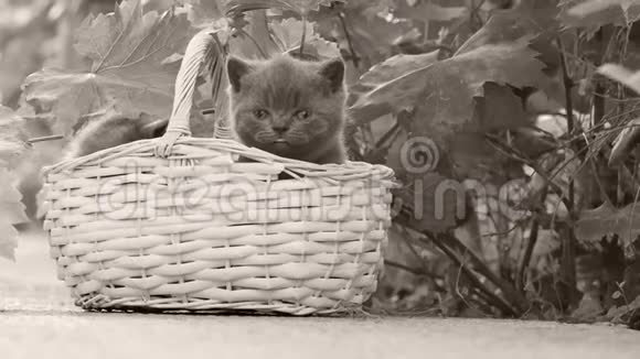 在小巷里篮子里的英国小猫视频的预览图