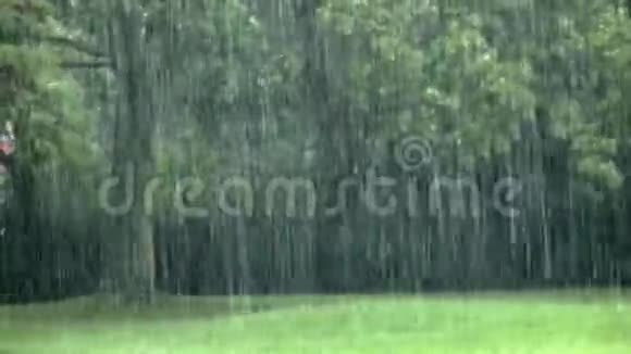 雨和大自然中的树视频的预览图